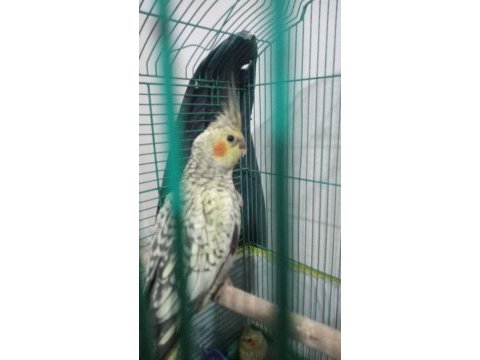4 tane sultan papağanı sahiplendirme