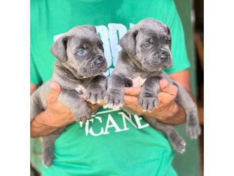 Blue cane corso yavruları