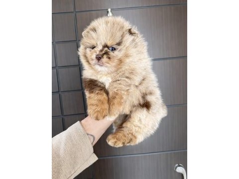 Pomeranian chocolate merle mavi gözlü