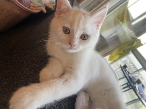 6 aylık erkek british shorthair