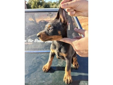 Siyah 2 adet dişi doberman