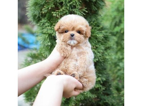 Kore gen hattı maltipoo bebeklerim