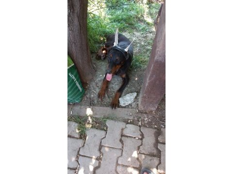Dişi erkek secereli seceresiz doberman yavruları mevcuttur