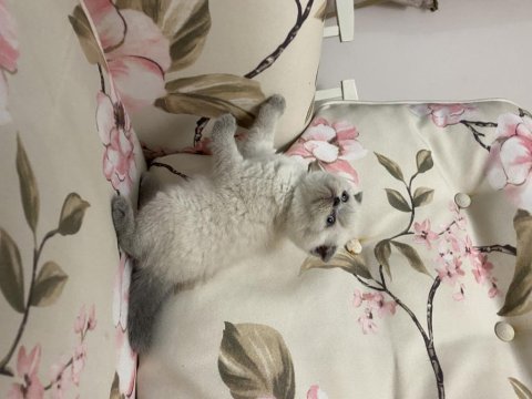 British shorthair blue point yavrum