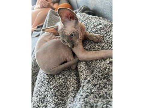 Sphynx (sfenks)