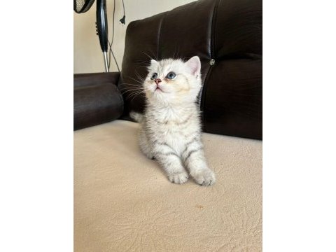 Safkan british shorthair