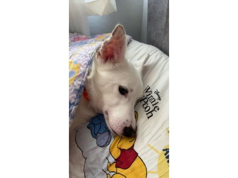 Erkek köpeğimiz olumuz bolt için yuva arıyoruz