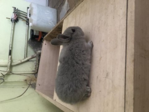Safkan cüce lop tavşanlar
