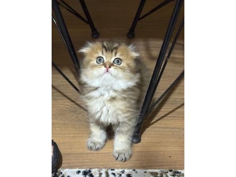 Scottish fold yuvam olur musunuz?