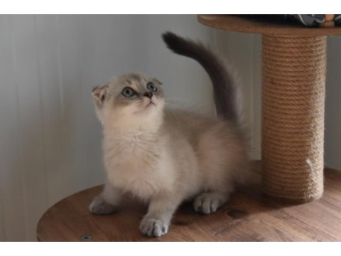 Show kalite scottish fold blue point yavrumuz