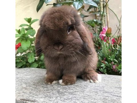 Lop tavşanlarımız gün içi gönderim mevcuttur