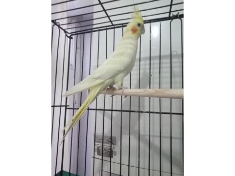Lutino erkek sultan papağanı
