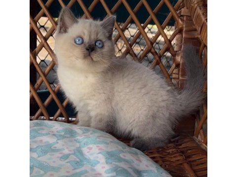Masmavi gözleriyle bluepoint british shorthair