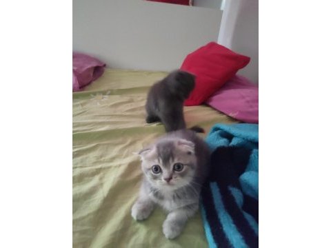 5 mayıs doğumlu scottish fold