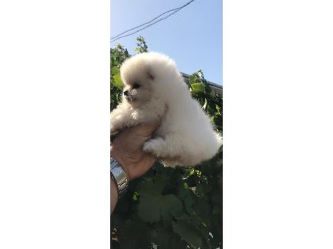 Ayı surat beyaz ve orange pomeranian köpekler