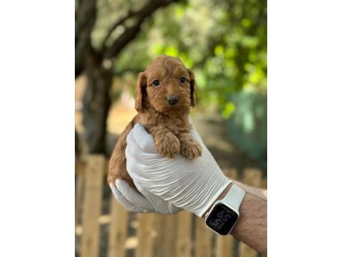 Maltipoo yavrularımızı canlı görerek alabilirsiniz