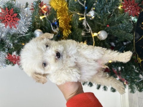 Bichon frise köpeği