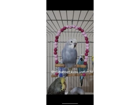 Tüm ilçelere kapıya teslim muhabbet kuşu