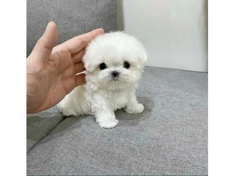 Emsalsiz tea cup morkie bebekler