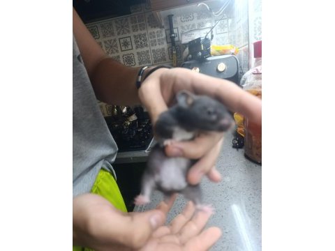 Uysal sağlıklı ele gelen hamster