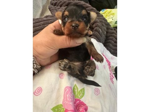 Teacup mini yorkshire terrier yavruları