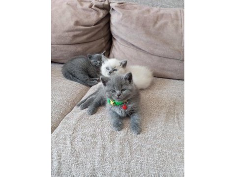 Safkan koca kafa british shorthair