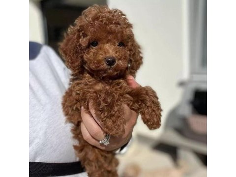 Irk garantili toy poodle yavruları