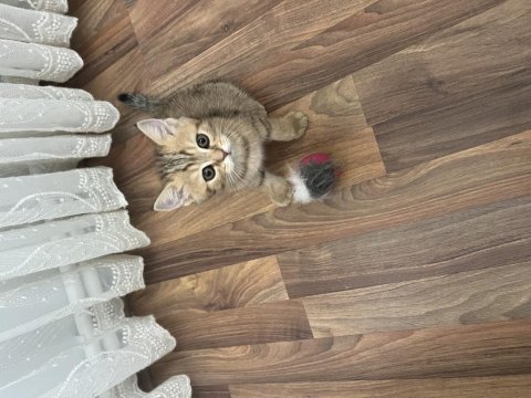 Anne baba british shorthair