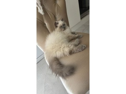 Himalayan maviş oğlumuz