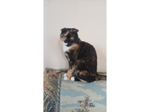 Scottish fold kaliko çok komik ve çok insancıl