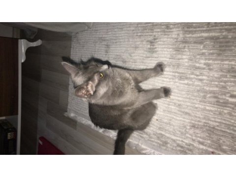 Russian blue dişi