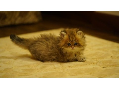 Golden british longhair yavrular
