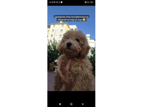 4.5 aylık poodle aşıları tam