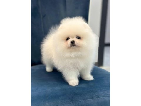 Sağlık ve ırk garantili teddy bear boo