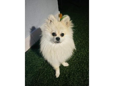 Pomeranian boo 1 yaşında erkek