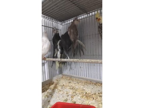 Sultan papağanlar için ulaşın