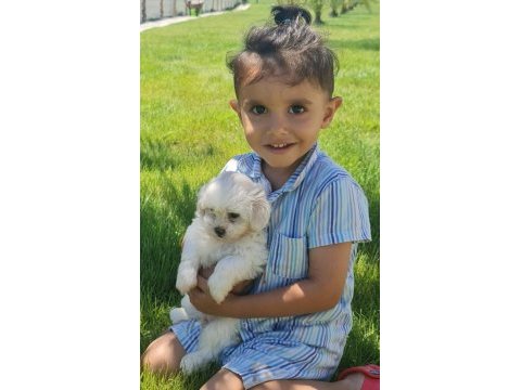 Safkan maltese terrıer (malta köpeği)