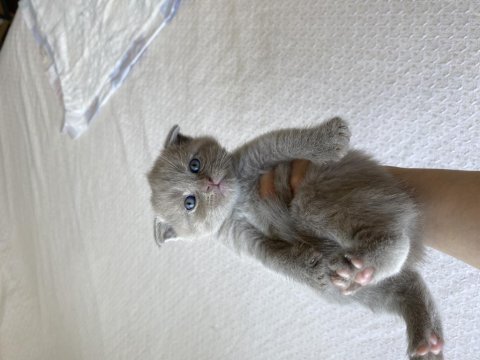 British shorthair oyuncu bebekler