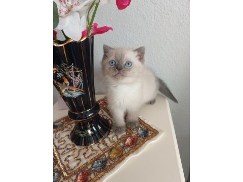 2 erkek british shorthair