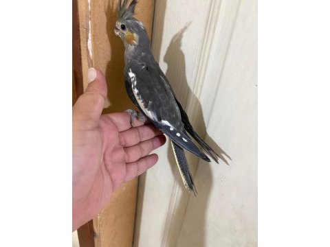 Evinize maskot 50 günlük grey sultan bebek