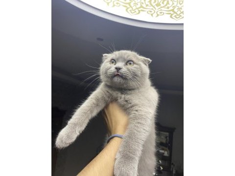 Scottish fold erkek 9 aylık ilk aşısı tam