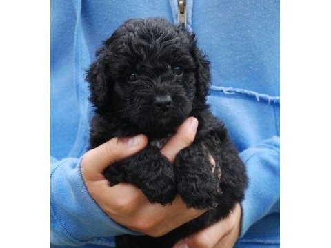 Yavru toy poodle bebekler