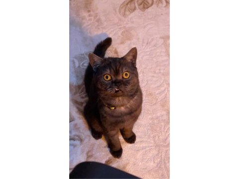 1 yaşında british shorthair