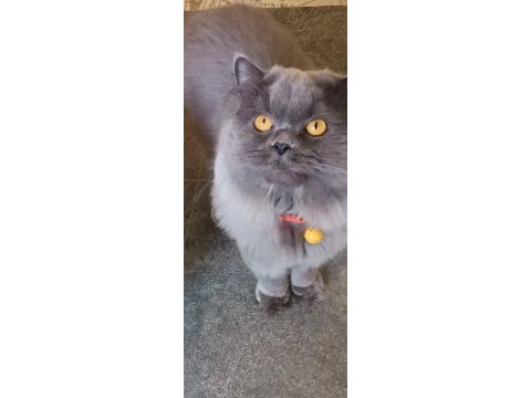 British longhair 3 yaşında