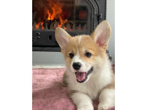 Welsh corgi yavruları en özel 