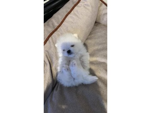 Ayı kafa ayı burun pomeranian boo yavrular - izmir