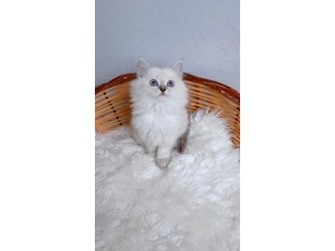 Safkan muhteşem british longhair yavrularım