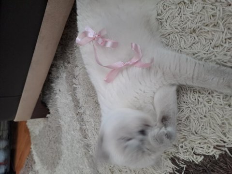 Blue point british kedim sahiplendirilecektir