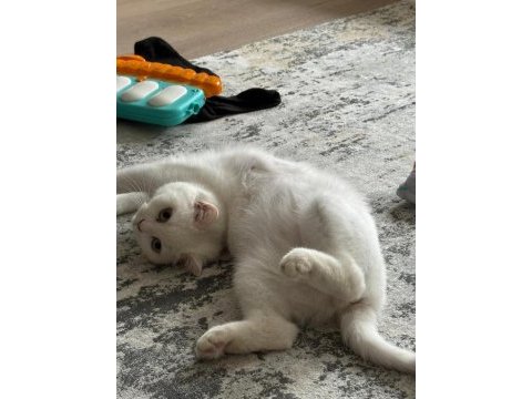 British shorthair ücretsiz