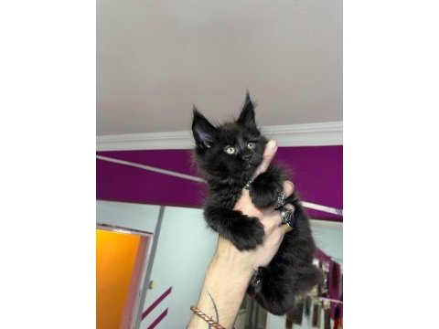 Dev bebekler 2 aylık maine coon yavrular